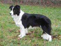cane razza Border Collie